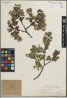 Foto von Salix glauca L. x Salix myrsinites L.